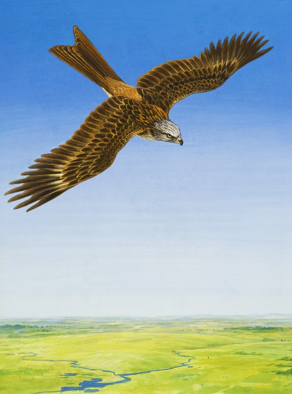 Falke von English School