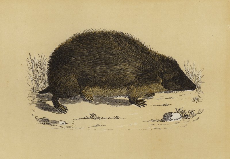 Igel von English School