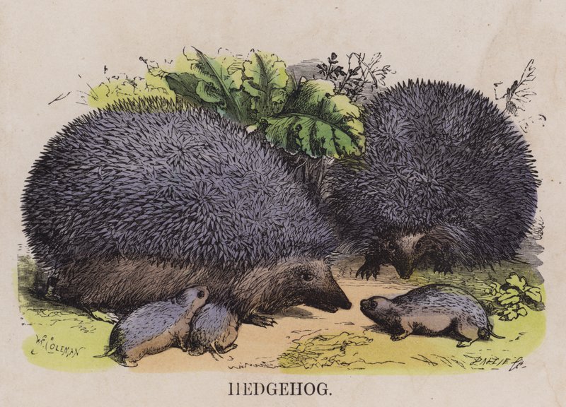 Igel von English School