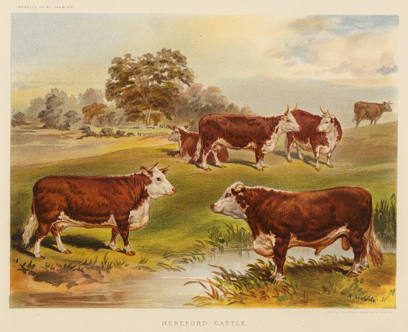 Hereford Rinder von English School