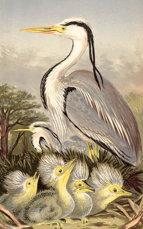 Reiher und Jungtiere von English School