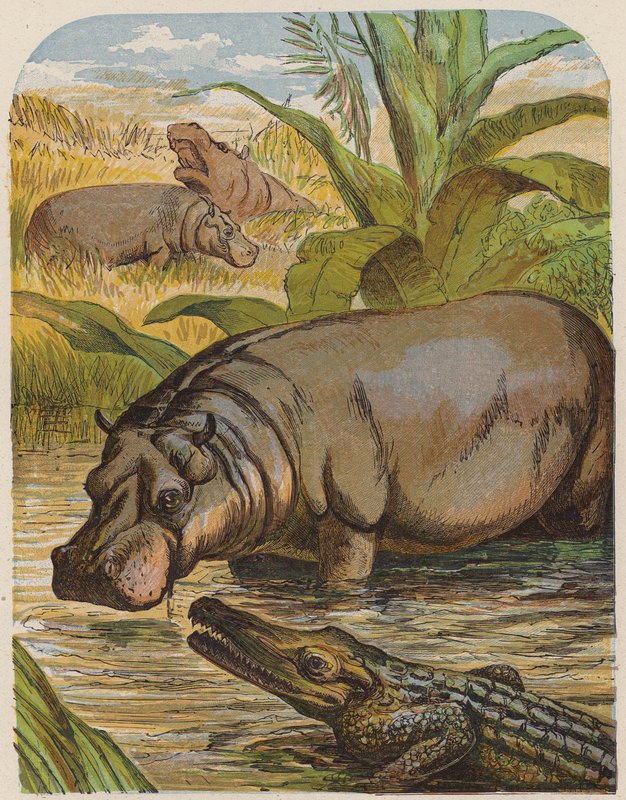 Nilpferd und Krokodil von English School