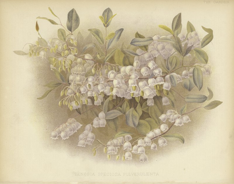 Honigbecher, Zenobia oder Staubige Zenobia von English School