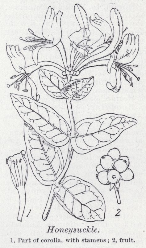 Geißblatt von English School