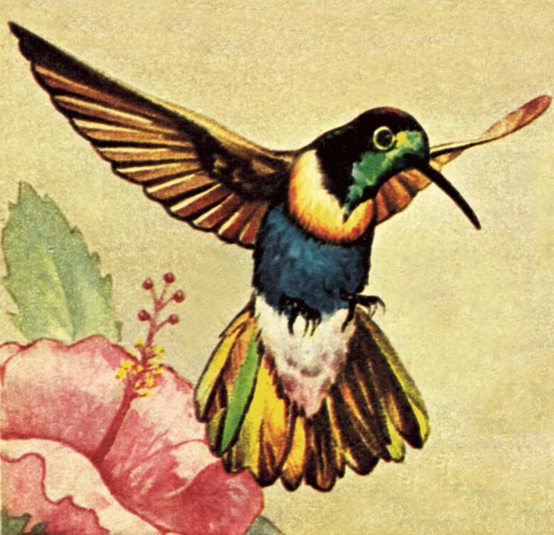 Kolibri von English School