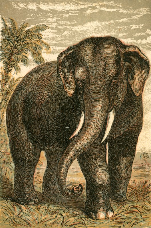 Indischer Elefant von English School