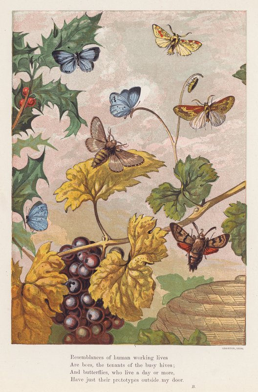 Insekten von English School