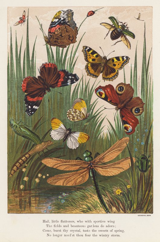 Insekten von English School