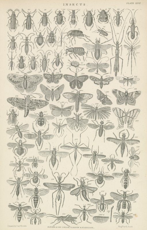 Insekten (Gravur) von English School