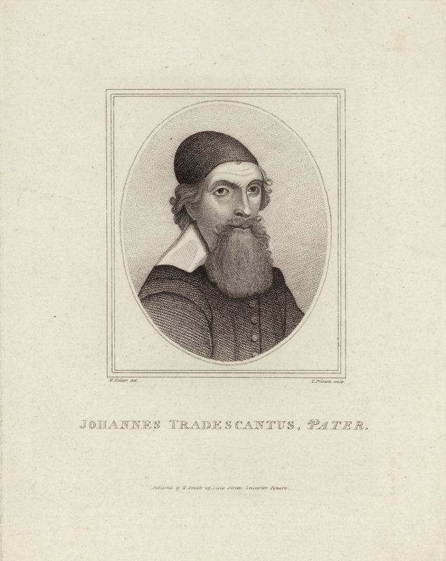 Johannes Tradescantus Pater von English School