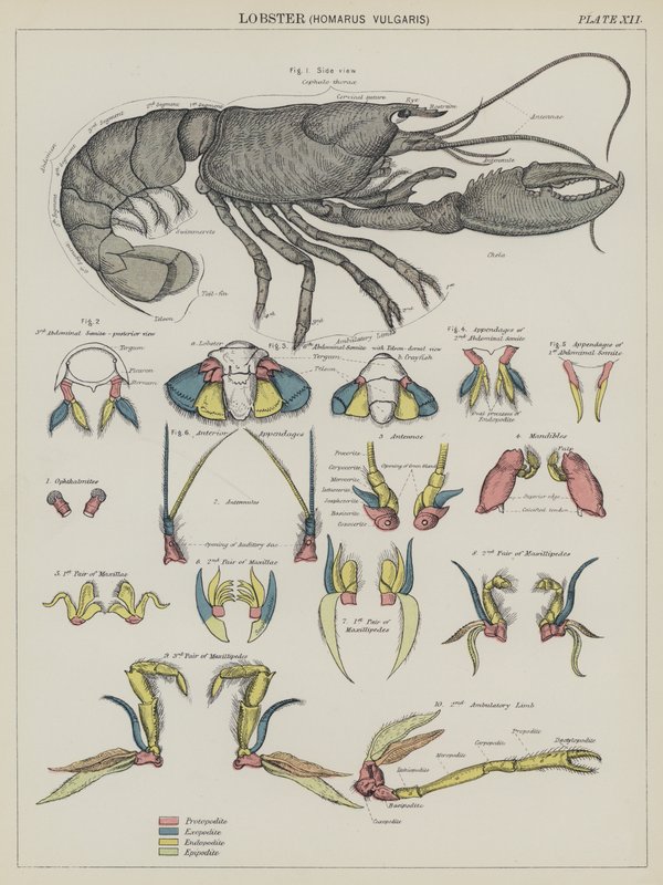 Hummer, Homarus Vulgaris von English School