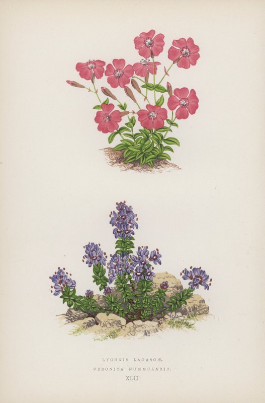 Lychnis Lagascae; Veronica Nummularia von English School
