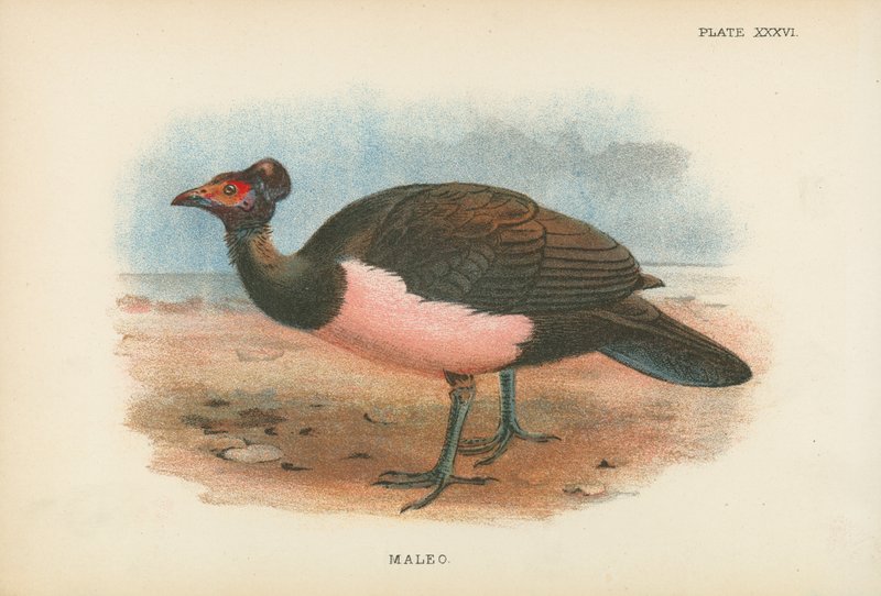 Maleo von English School