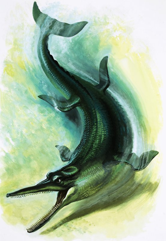 Metriorhynchus von English School