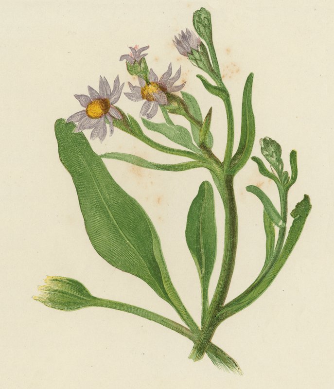 Michaelsblume, Aster Tripolium von English School