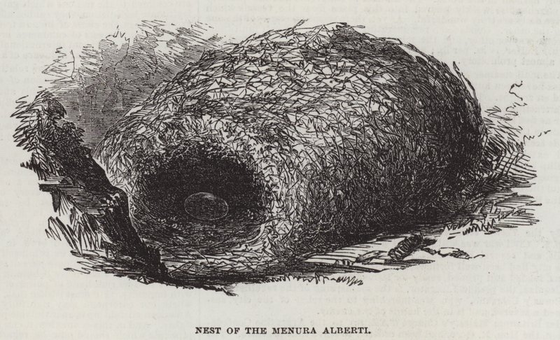Nest des Menura Alberti (Stich) von English School