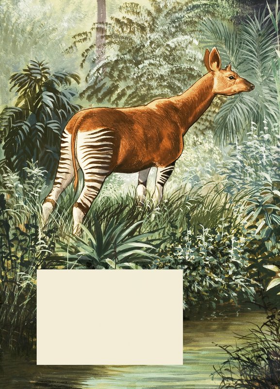 Okapi von English School