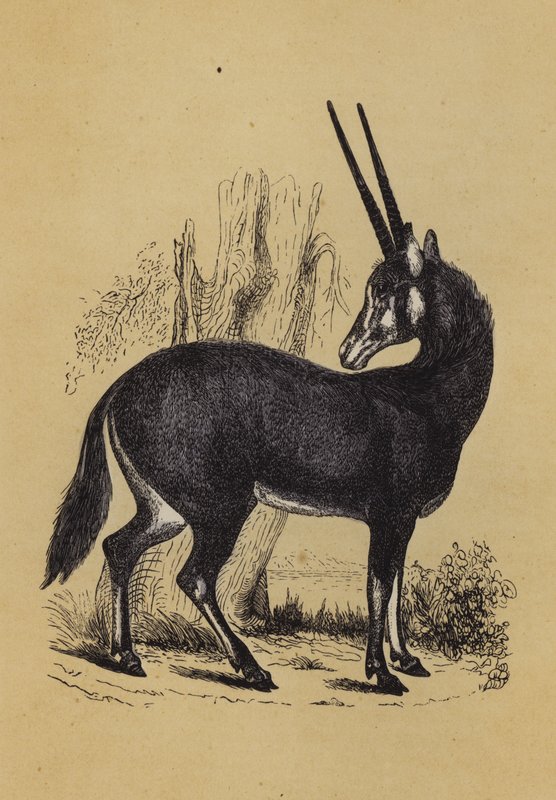 Oryx von English School