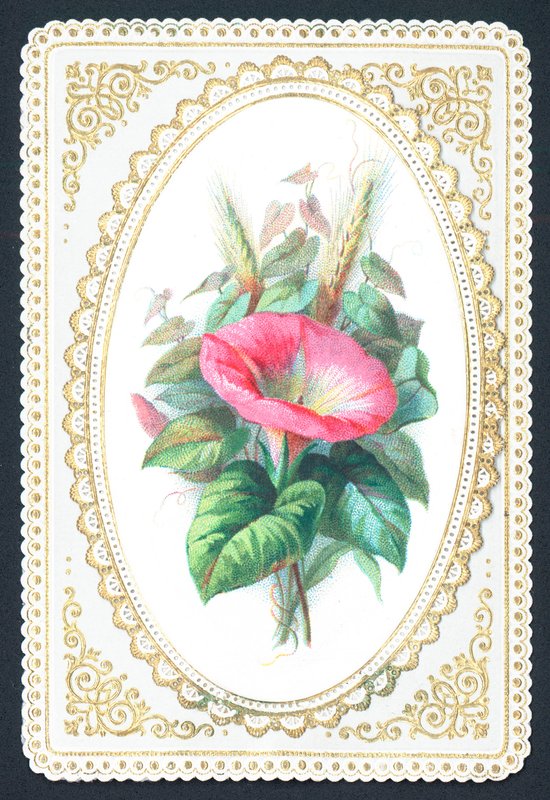 Rosa Petunienblume, Karte von English School
