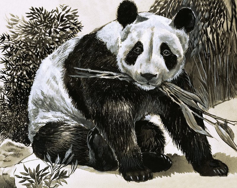 Panda von English School