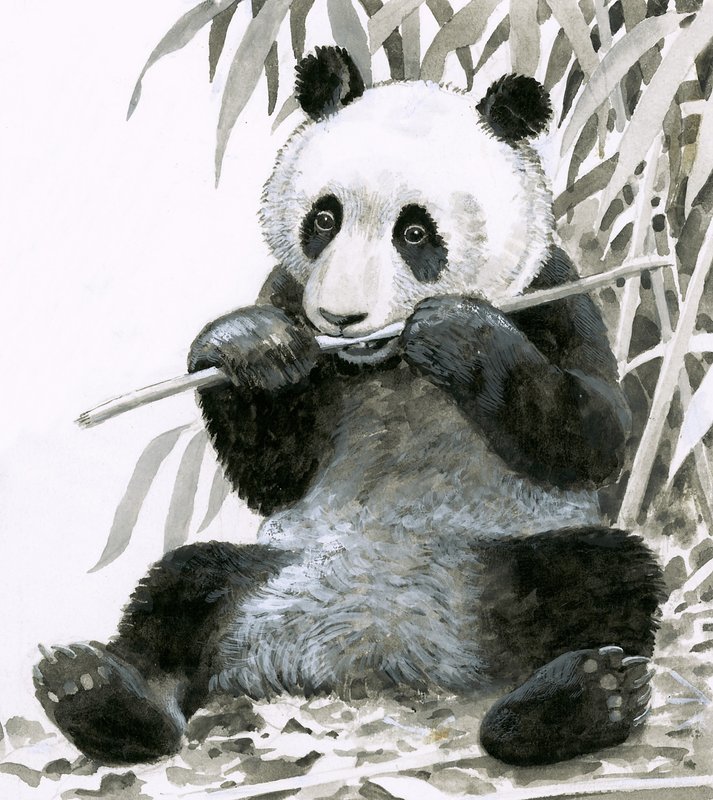 Panda kaut Bambus von English School