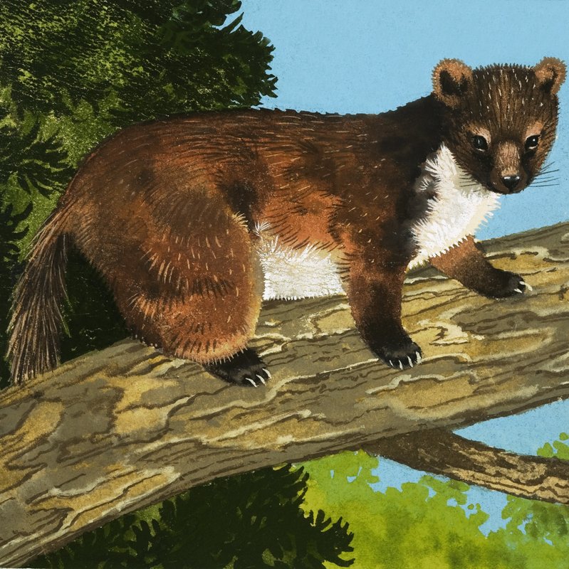 Baummarder von English School