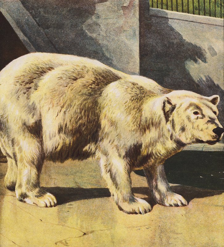 Eisbär von English School