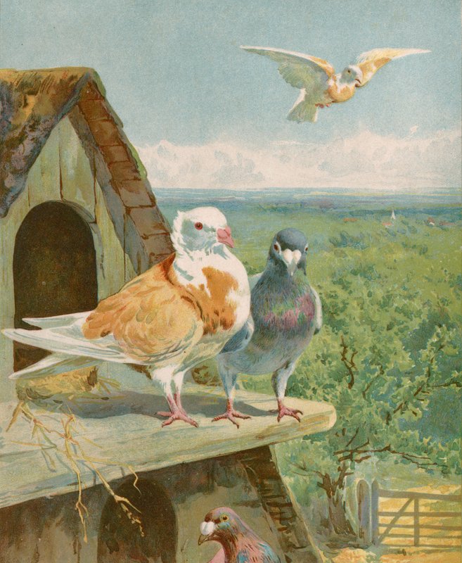 Hübsche Tauben von English School