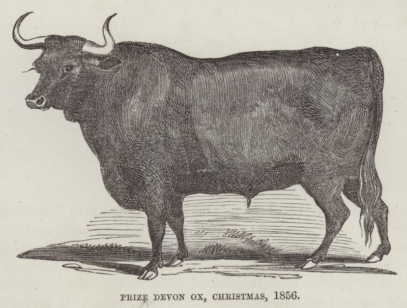 Preisgekrönter Devon-Ochse, Weihnachten von English School