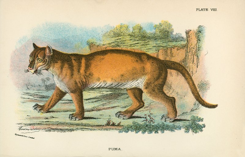 Puma von English School