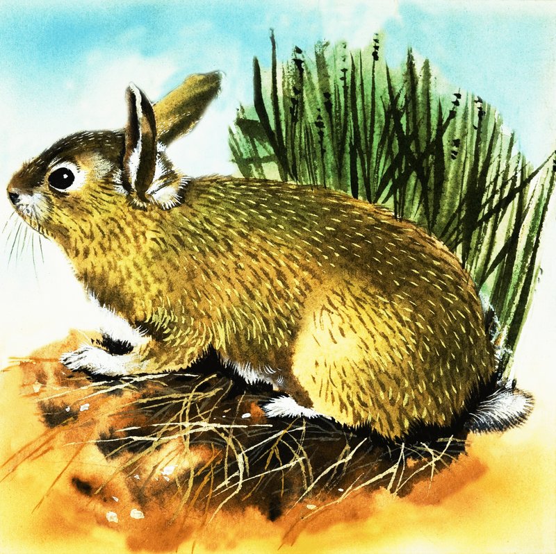 Kaninchen von English School