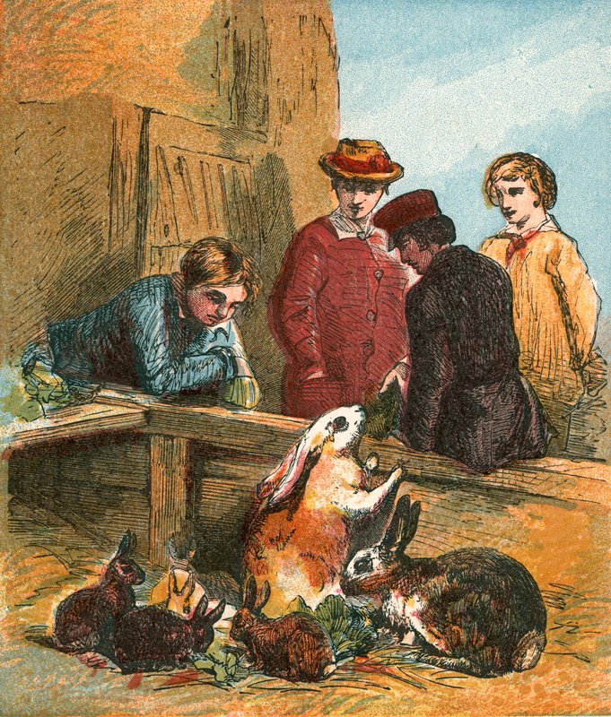 Kaninchen von English School