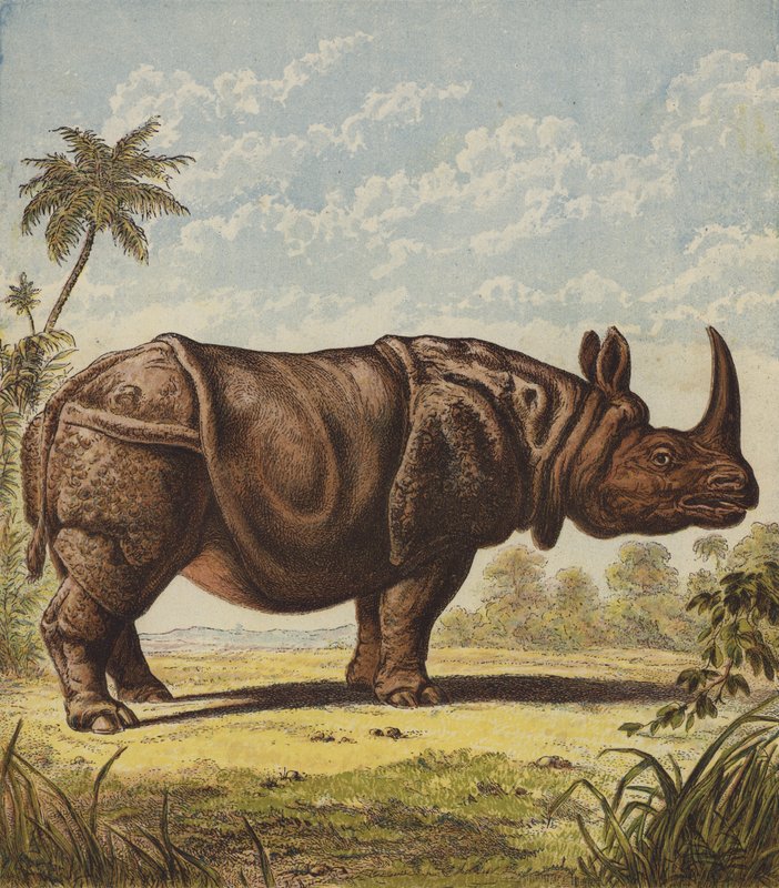 Nashorn von English School