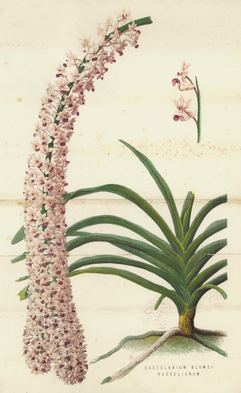 Saccolabium Blumei Russelianum (Chromolithografie) von English School