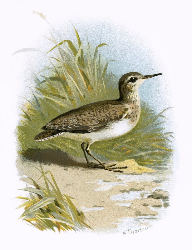 Strandläufer von English School