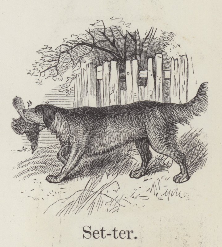 Setter (Gravur) von English School
