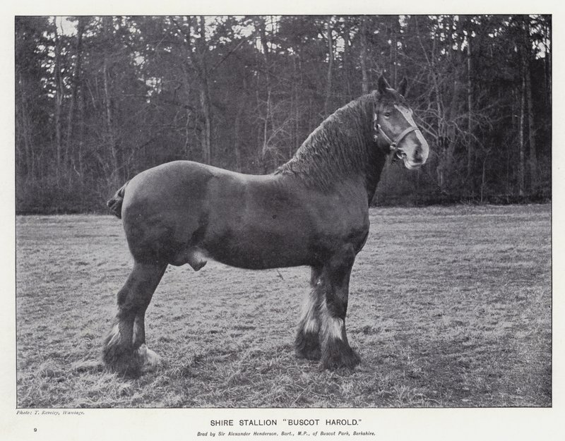 Shire-Hengst "Buscot Harold" von English School
