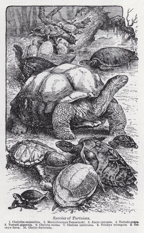 Arten von Schildkröten von English School