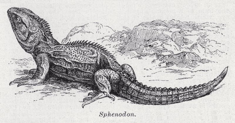 Sphenodon von English School