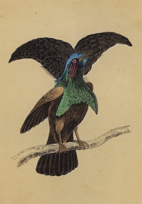 Paradiesvogel von English School