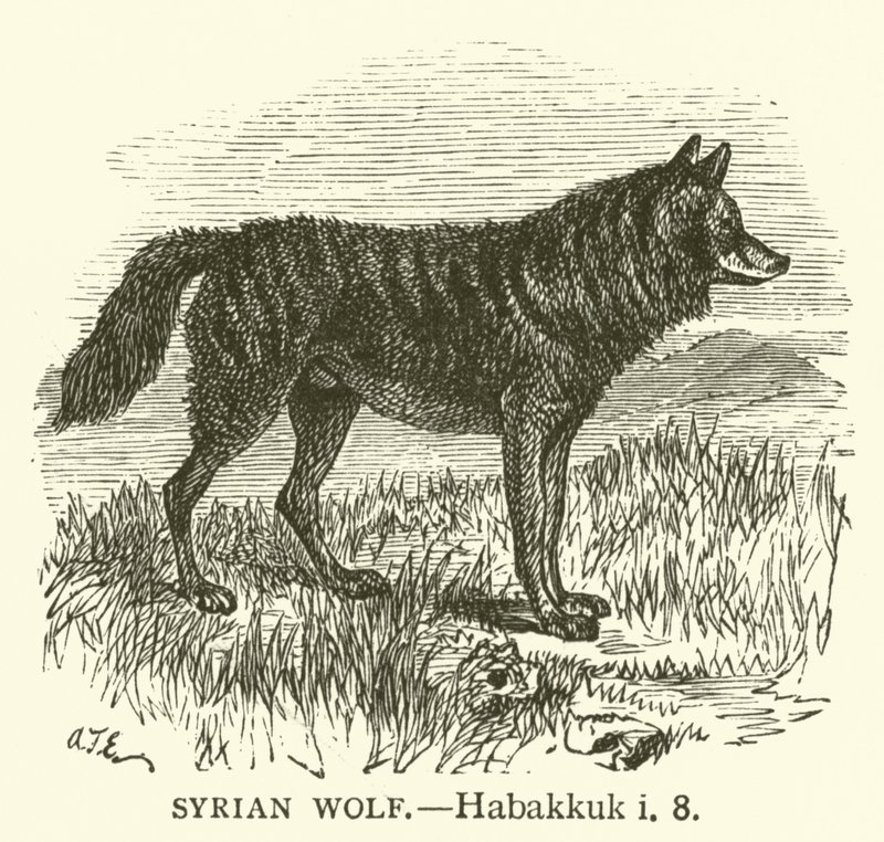 Syrischer Wolf (Habakuk, i, 8) von English School