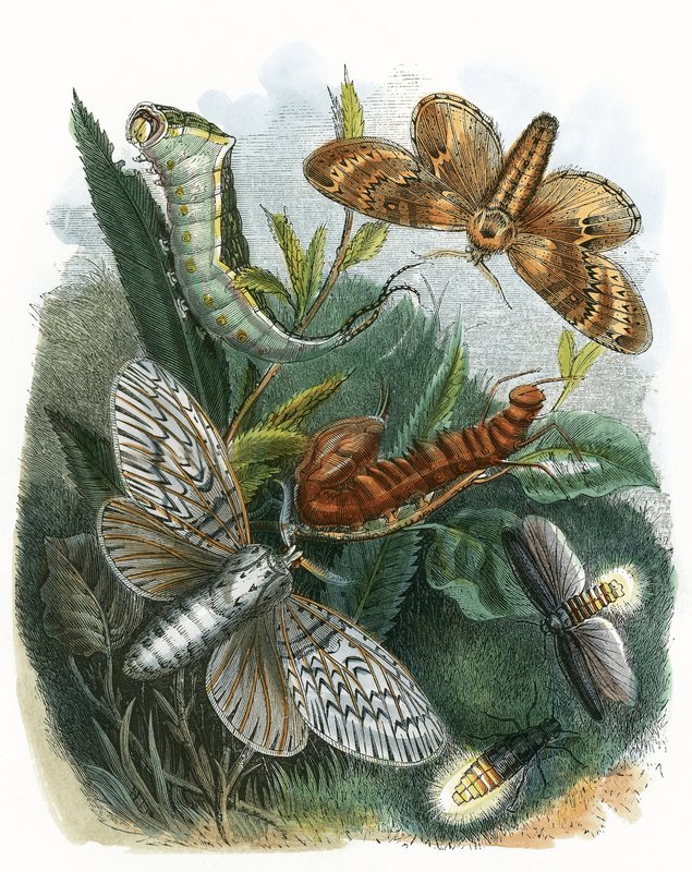 Das Schmetterlingsvivarium von English School