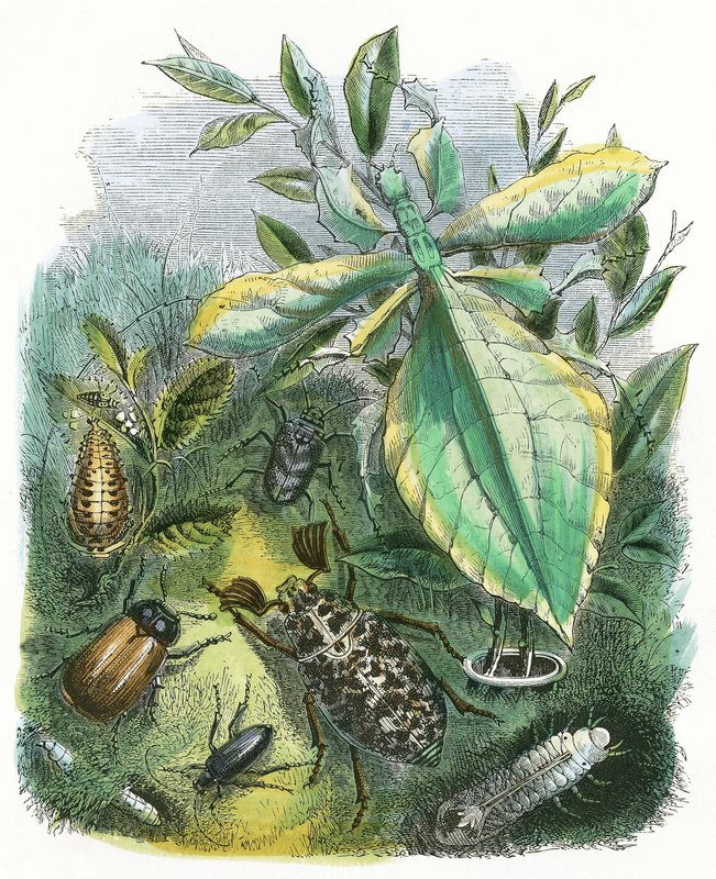 Das Schmetterlingsvivarium von English School