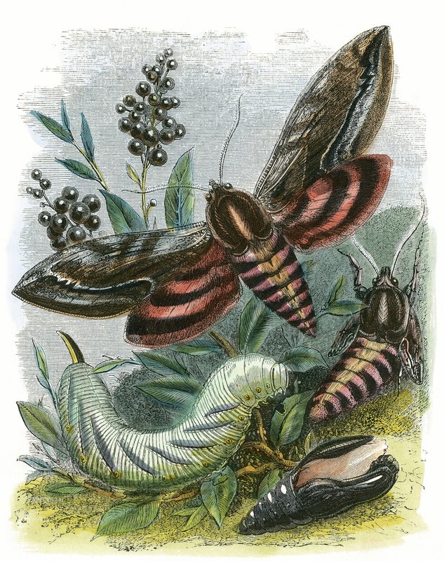 Das Schmetterlingsvivarium von English School