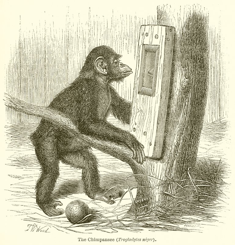Der Schimpanse (Troglodytes Niger) von English School