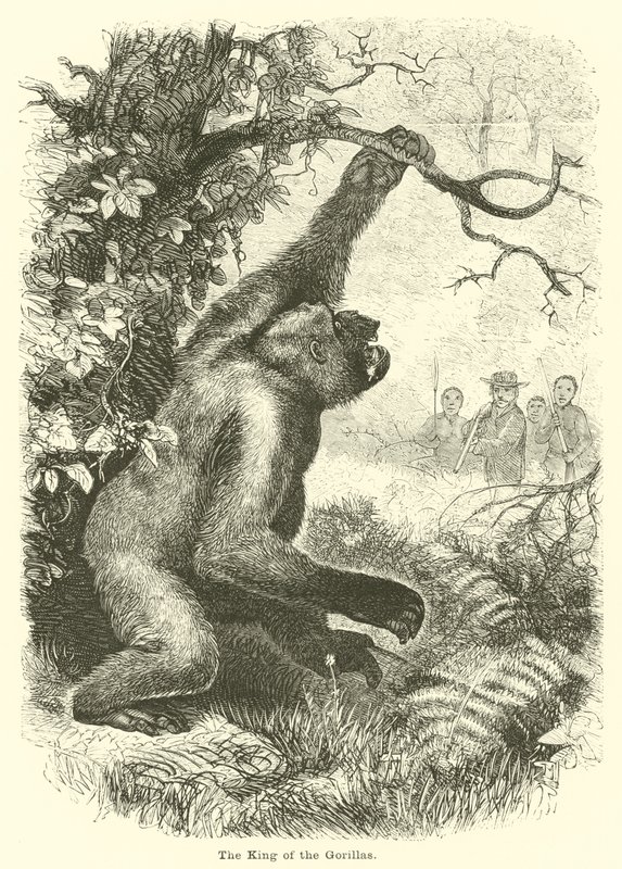 Der König der Gorillas von English School