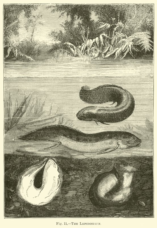 Die Lepidosiren von English School