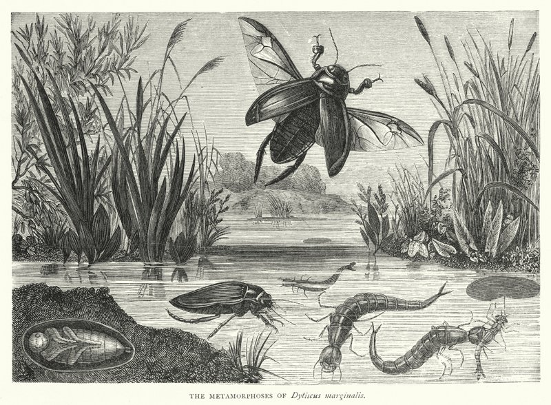Die Metamorphosen von Dytiscus marginalis von English School