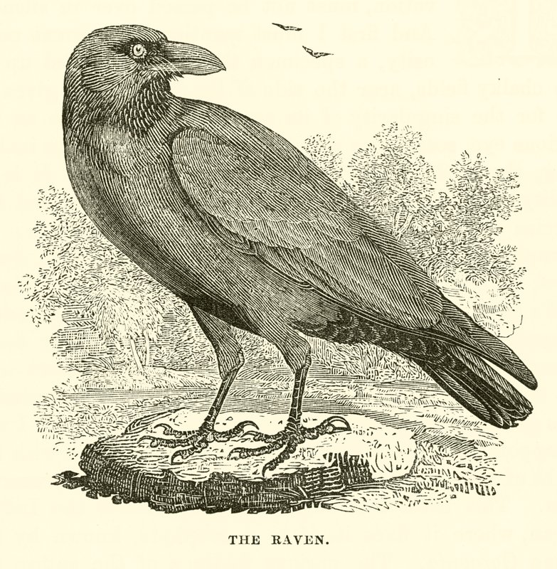 Der Rabe (Gravur) von English School