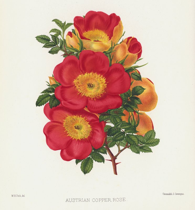 Der Rosengarten: Österreichische Kupferrose von English School